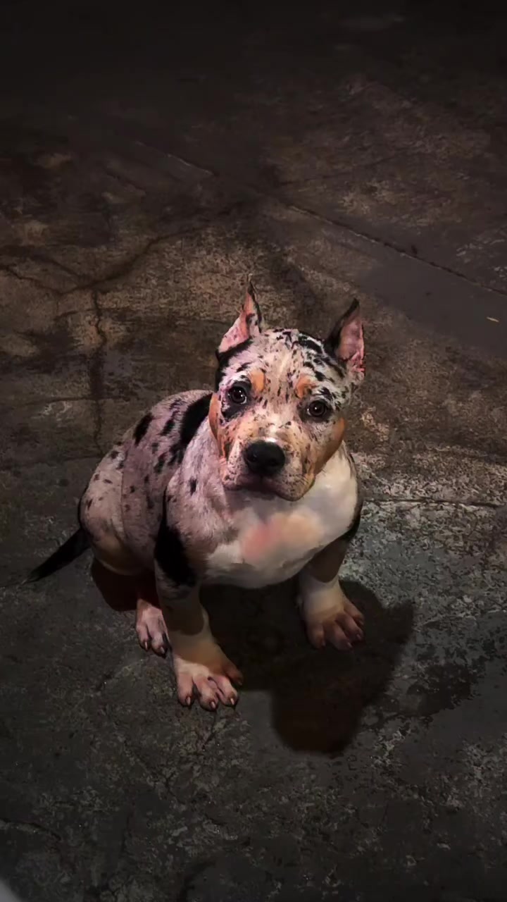 @K9 DZ