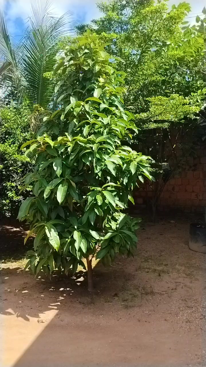 @Gil Ferreira Silva