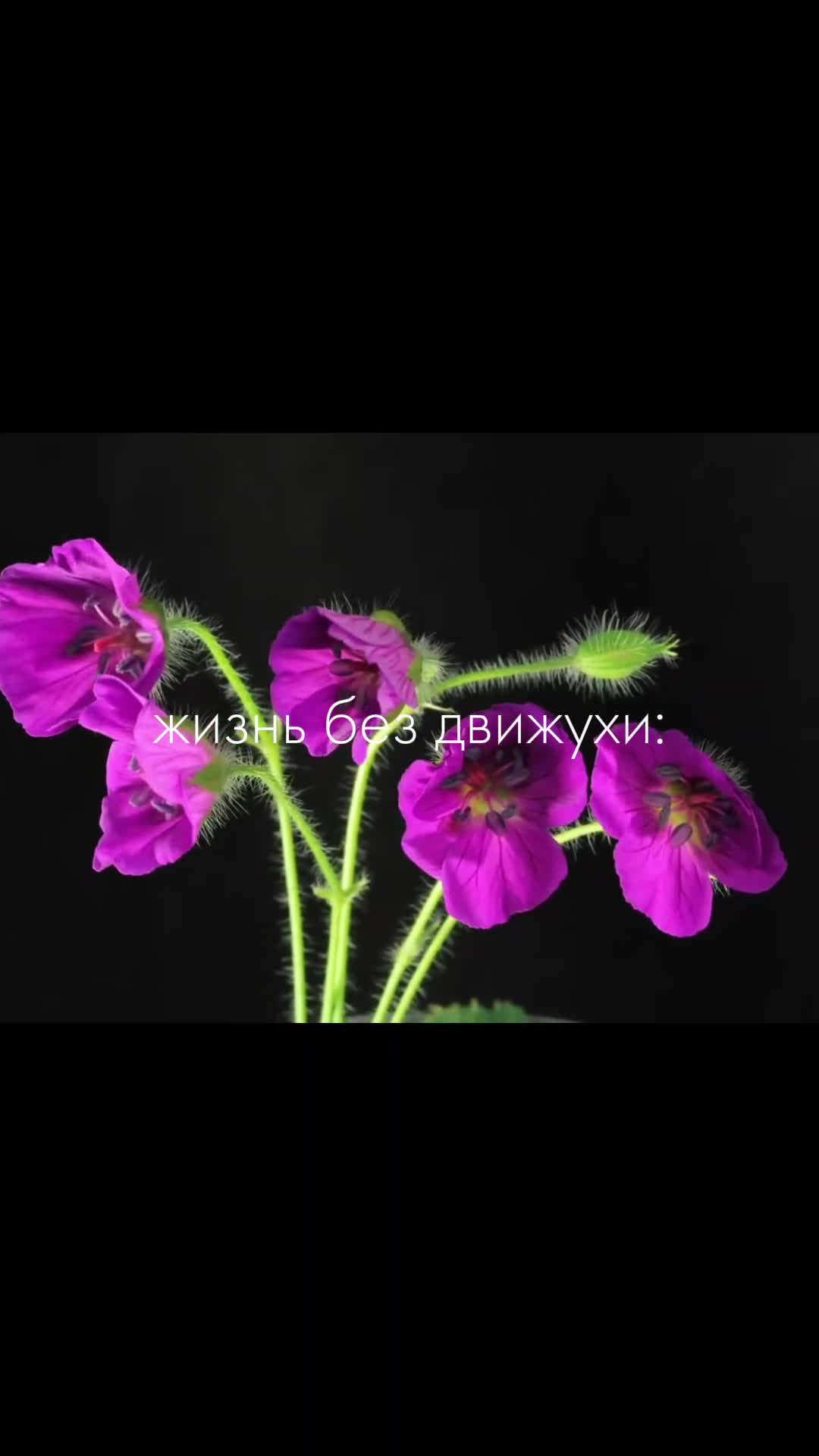 @⚛ 𝑩𝑳𝑨𝑫𝑬𝑾𝑶𝑶𝑫 ☮