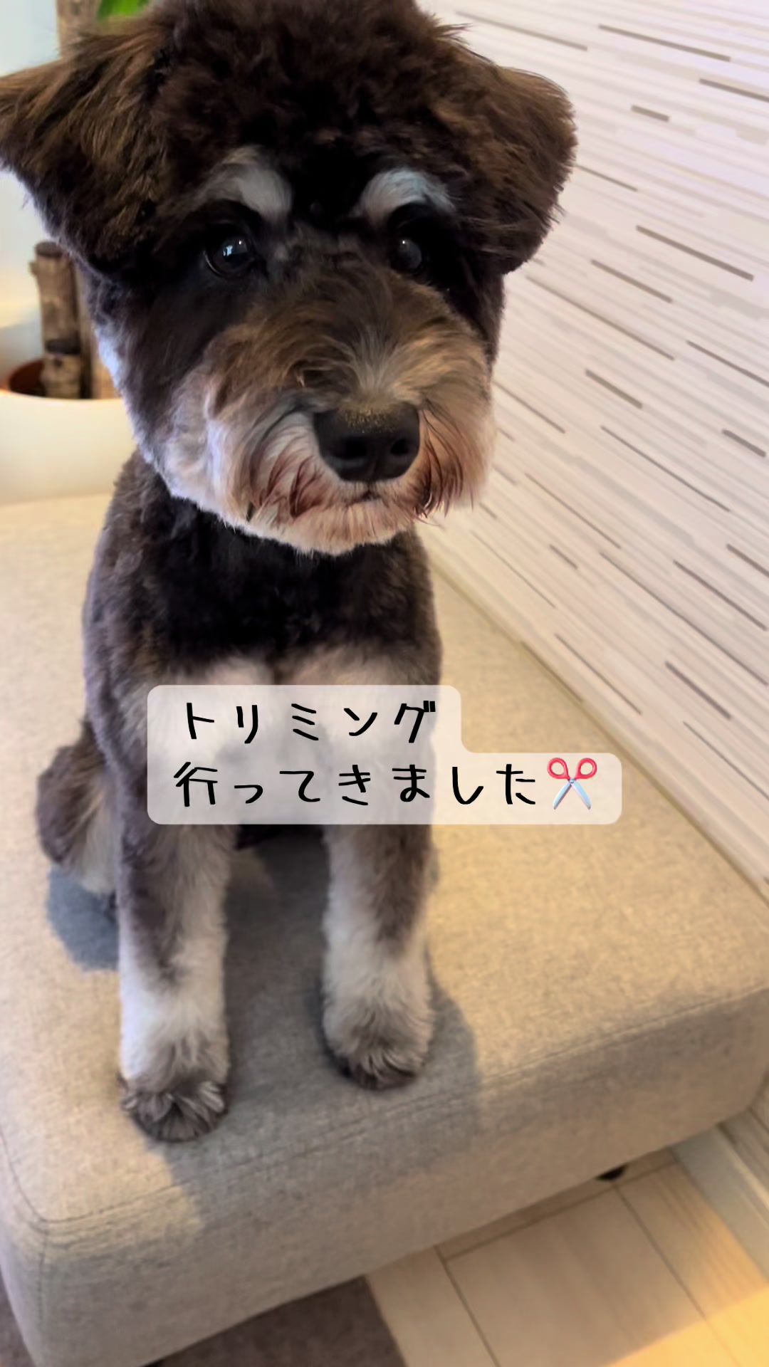 @ミニシュナらび