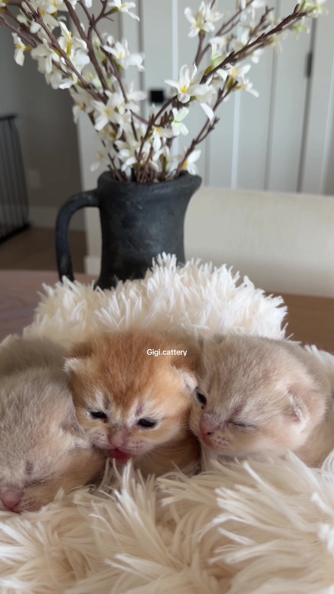 @gigi.cattery