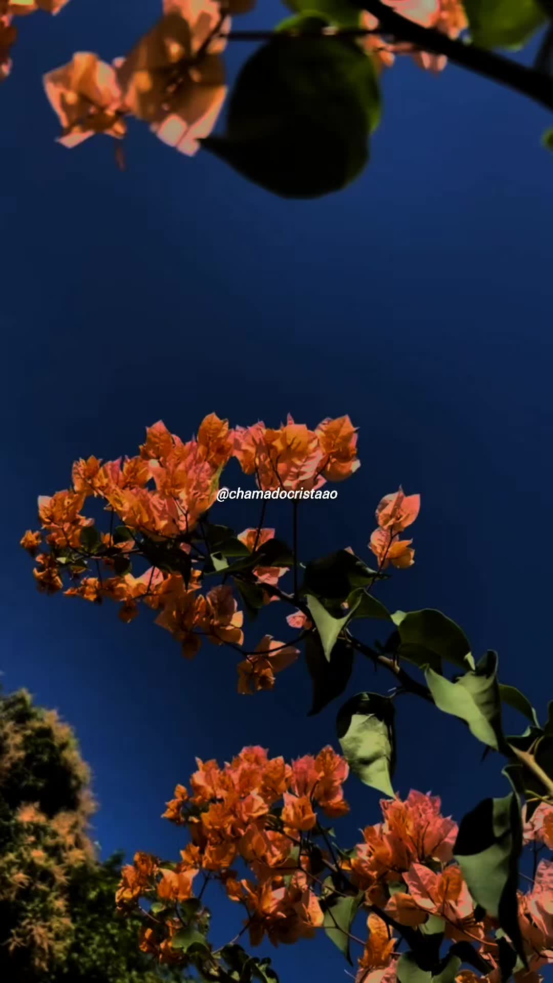 @Chamado Crist&atilde;o ✝️
