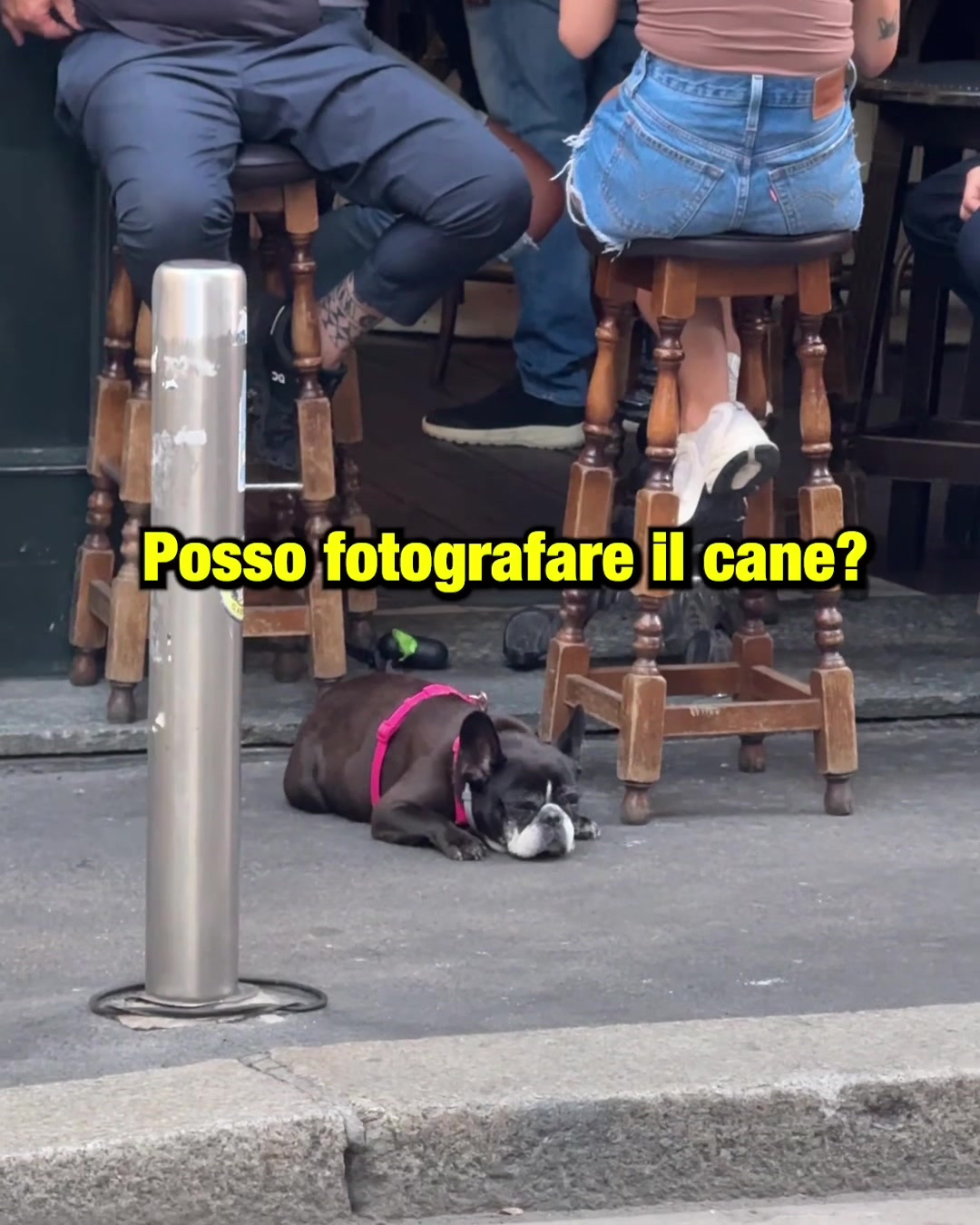 @Doggodaiily