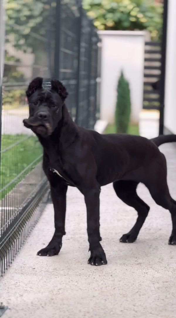 @CANE CORSO CLUB