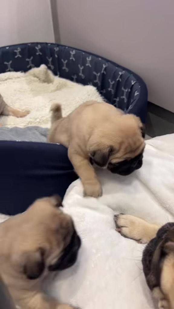 @pugSofyHarry