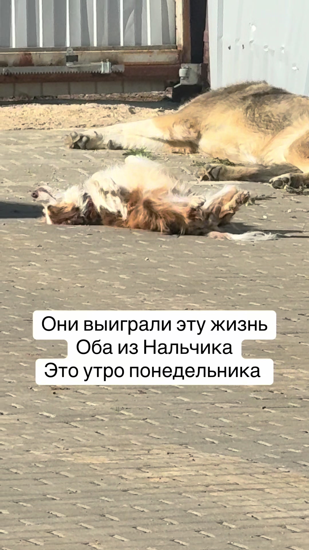 @Анна Алмазова