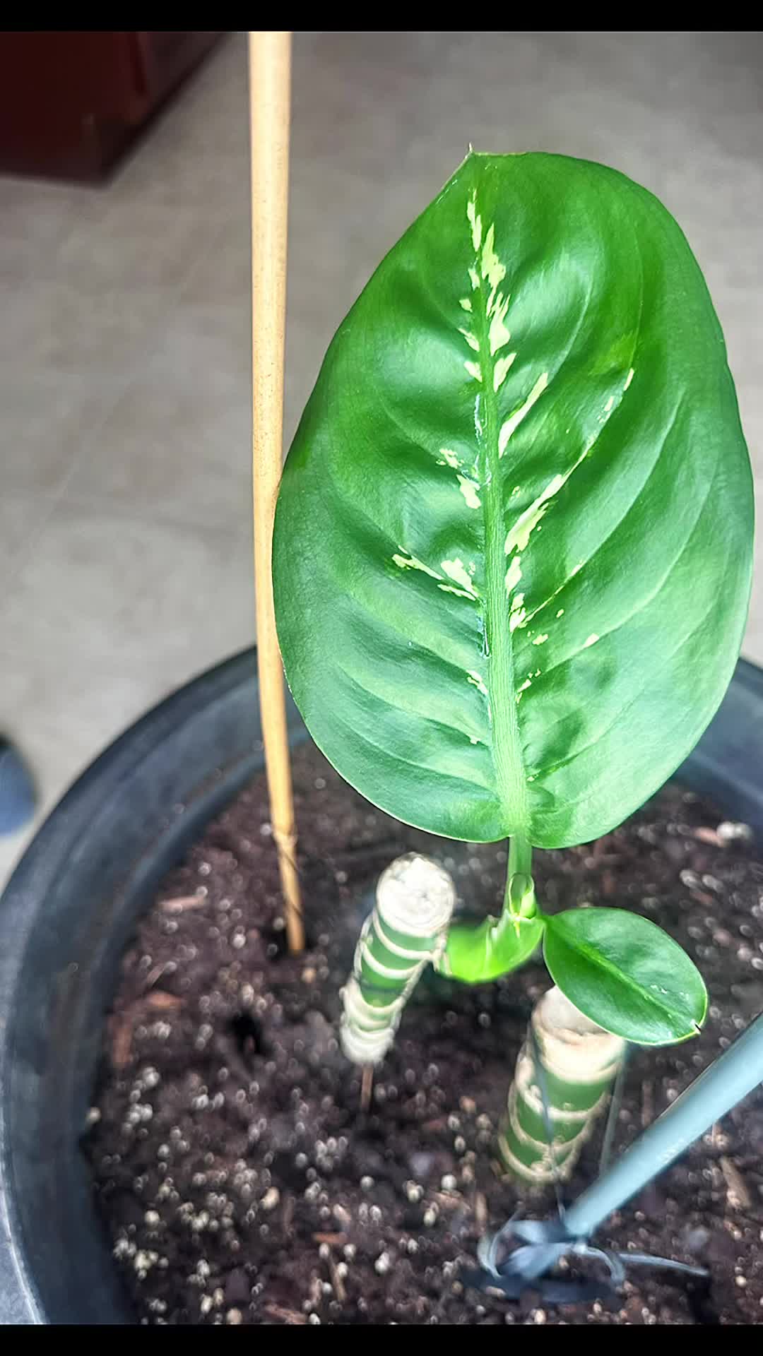 @MoePlantDad