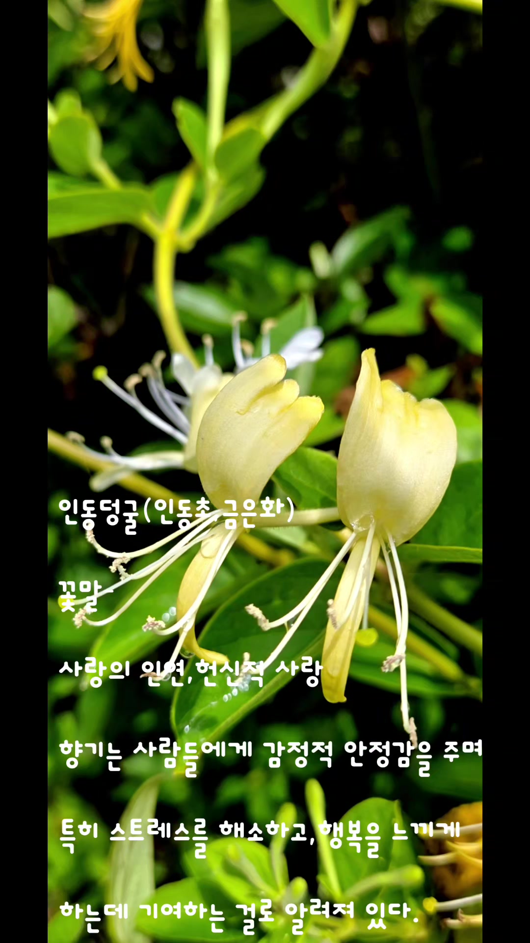 @참파