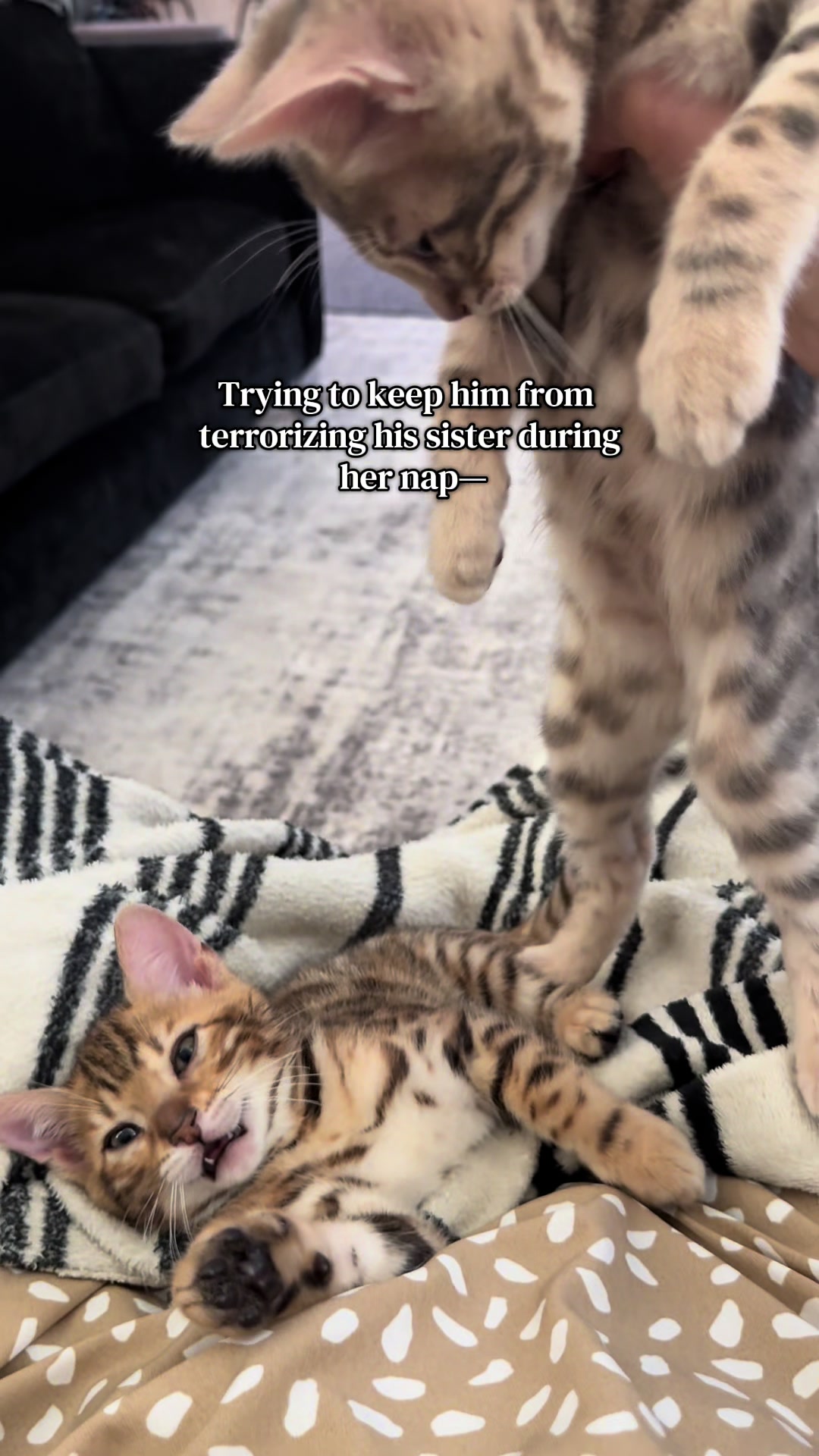 @The Kitten Spot