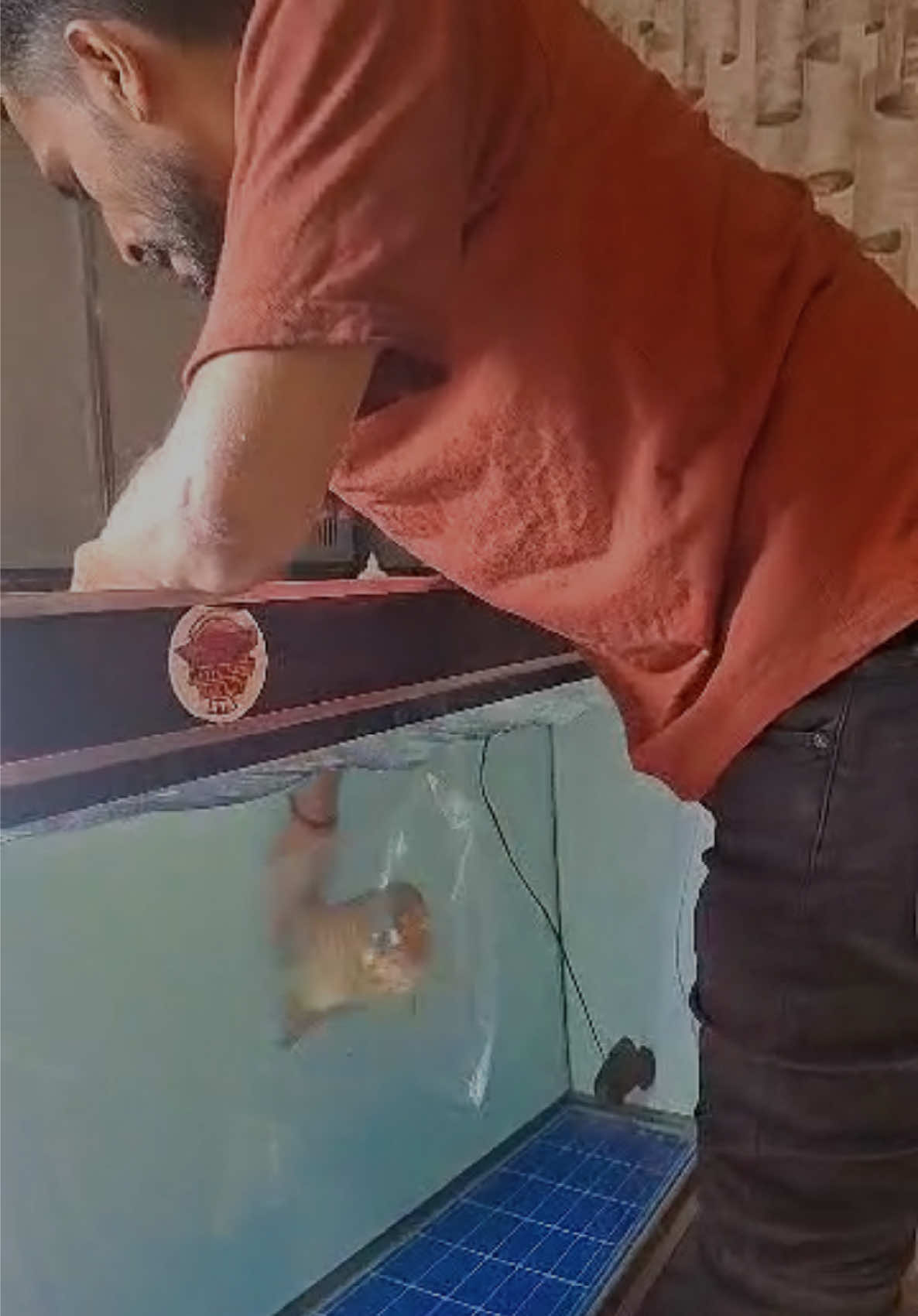 @MK AROWANA SPECIALIST