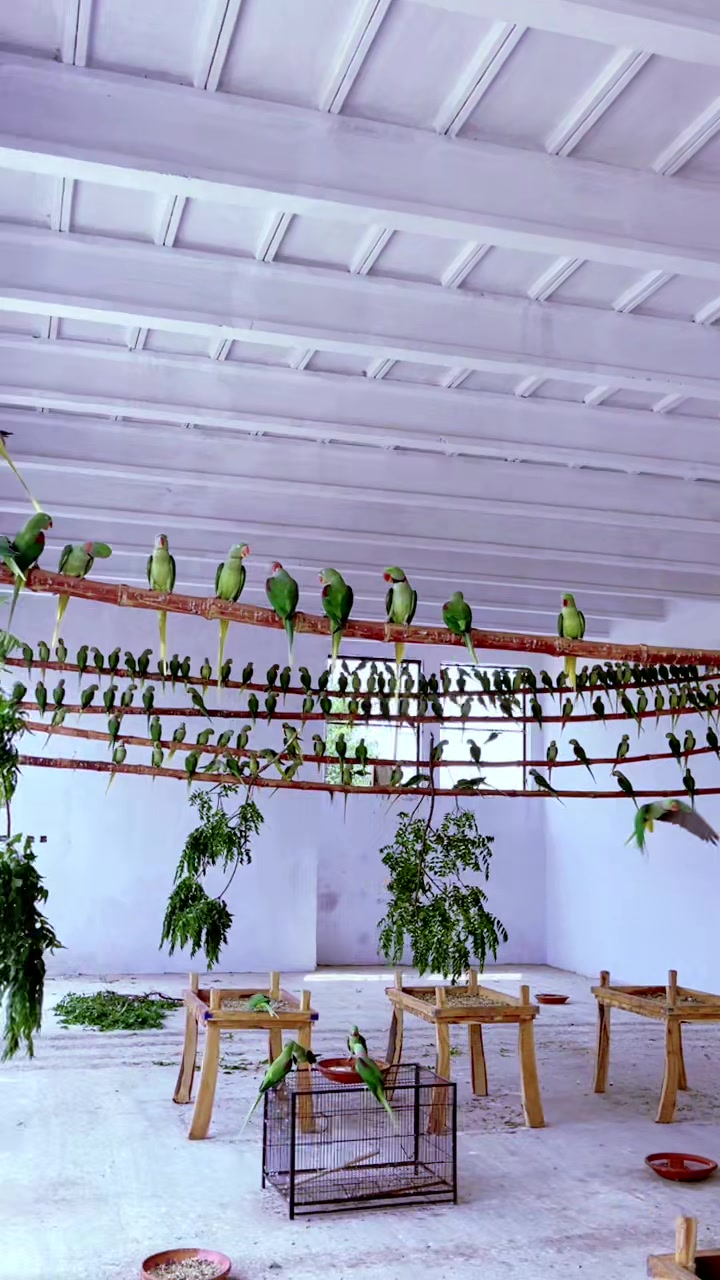 @WA Aviary