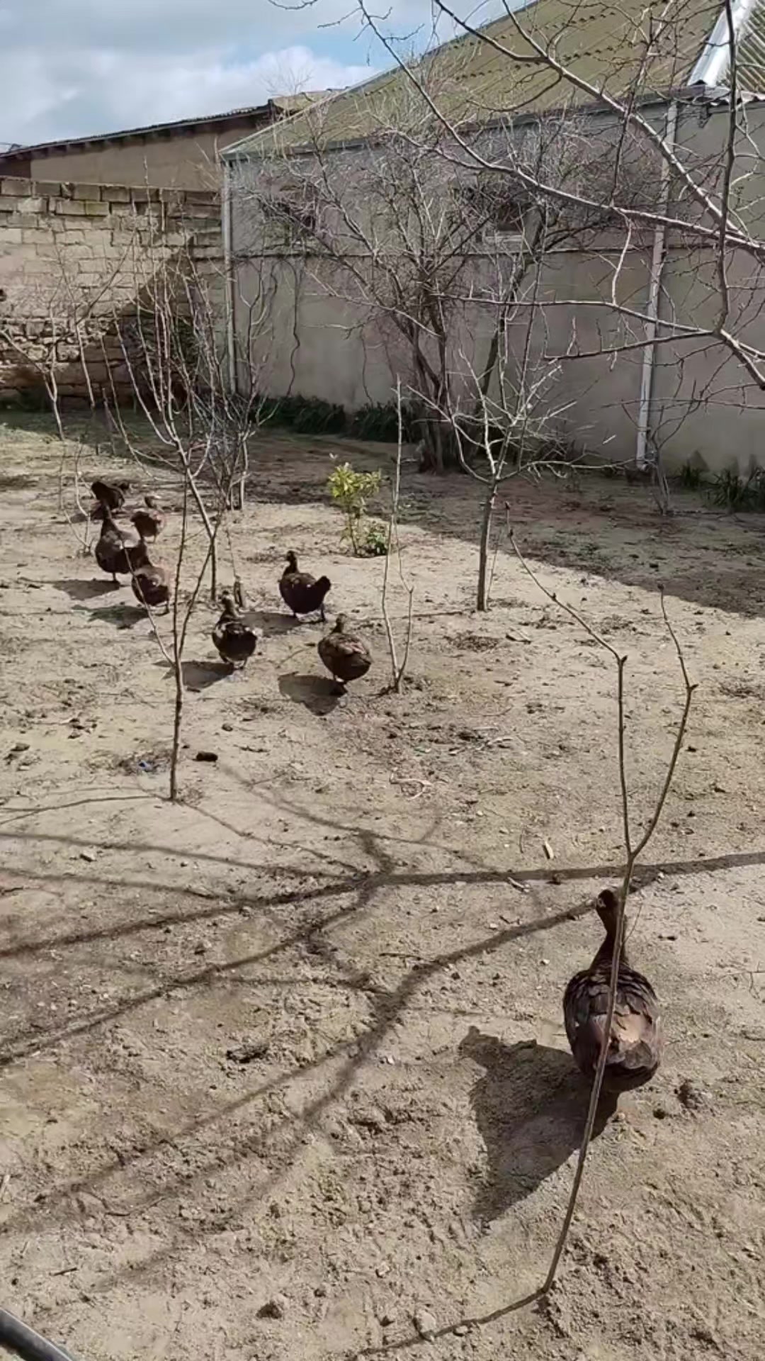 @MAŞTAĞA_QUŞCULUĞ