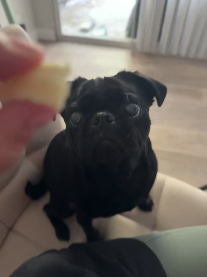 @Hershey The Pug