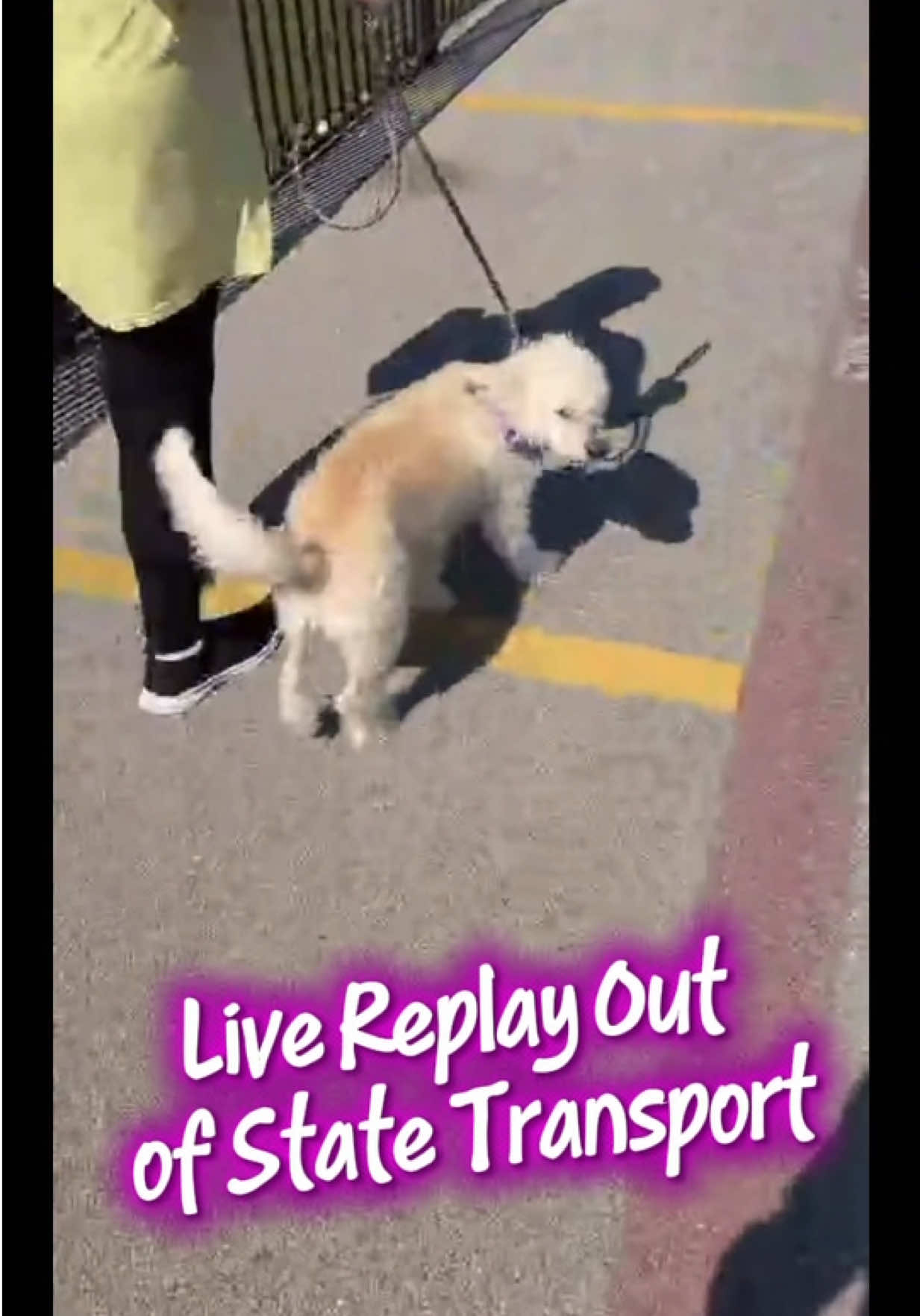 @pawssavingpaws