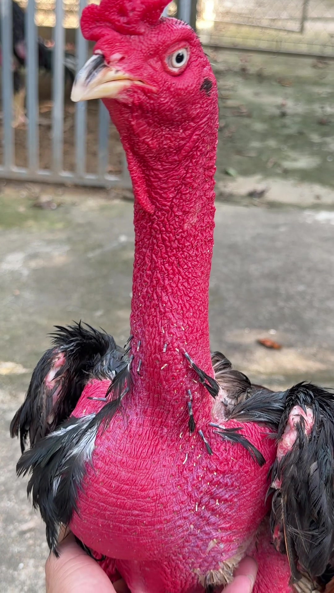@Quốc khánh