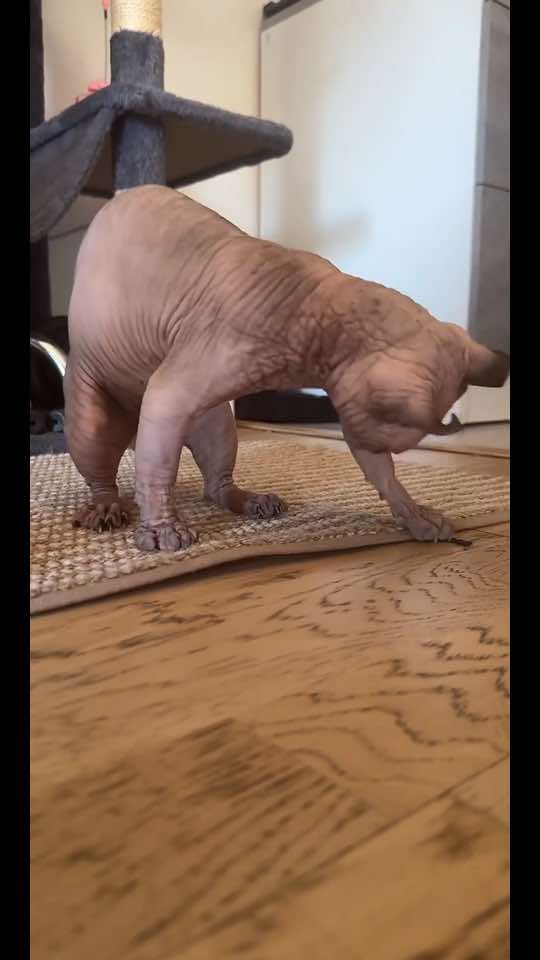 @vanilleetbeerus