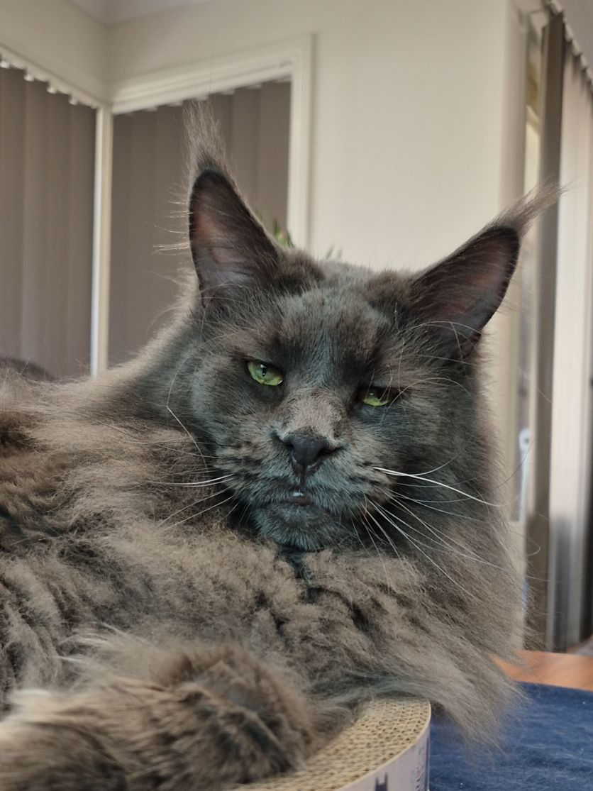 @Ragnar the Maine Coon 🐈
