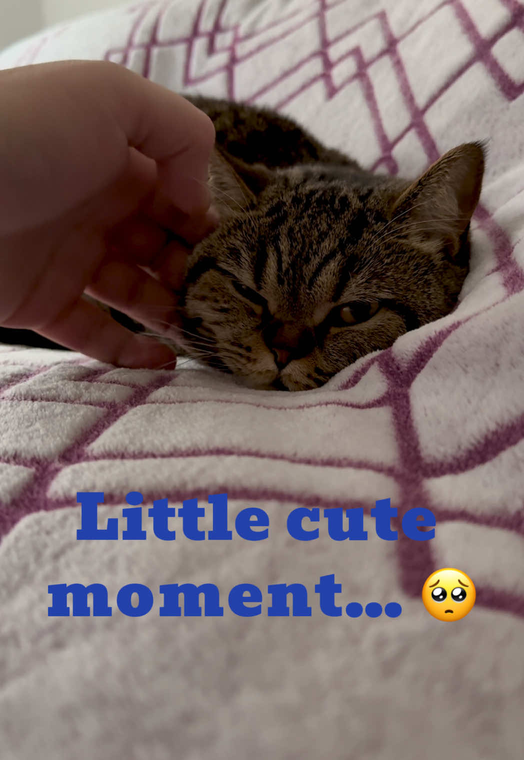 @Sonja_Kitty-Cat