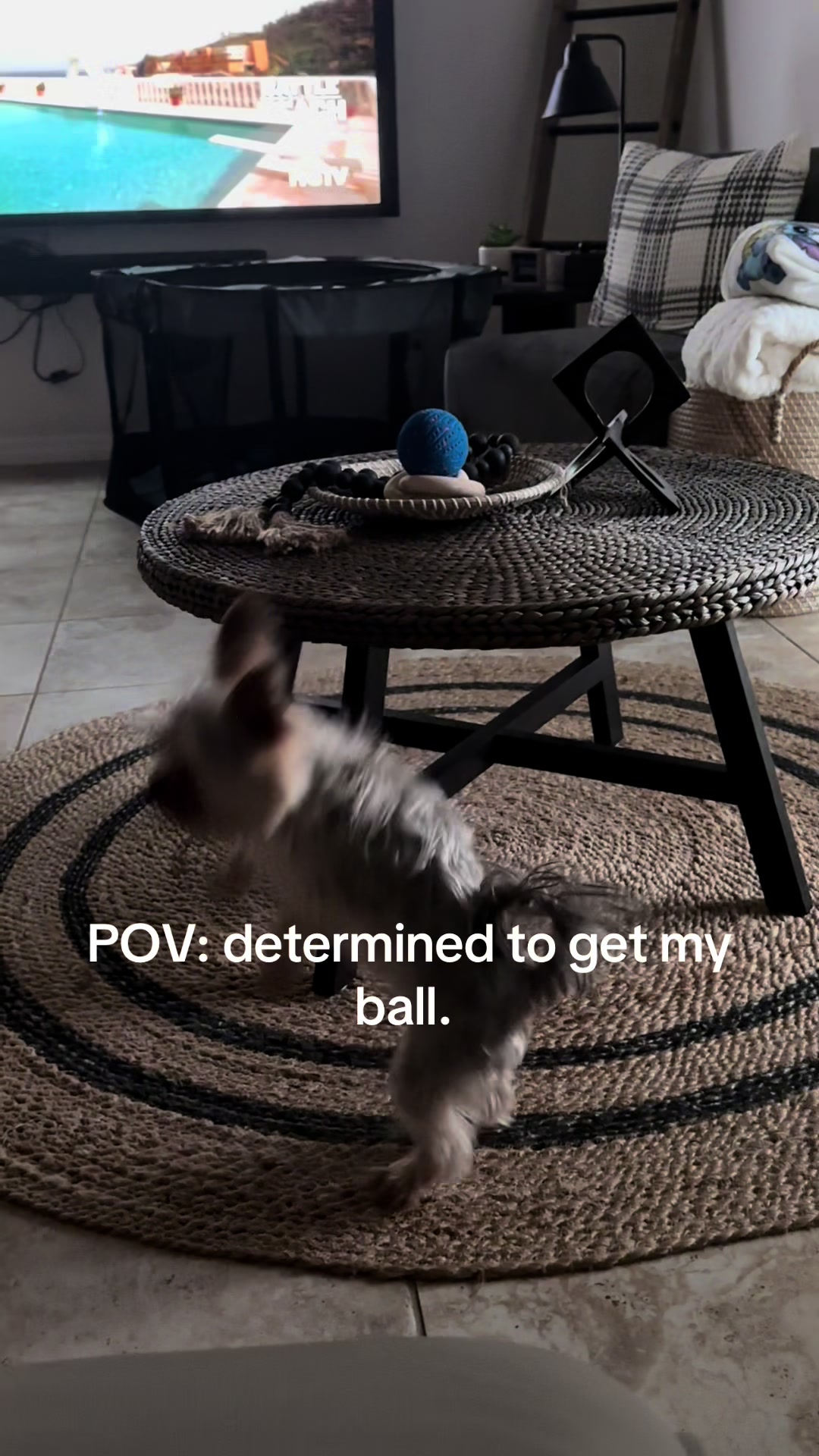 @Penny the Yorkie