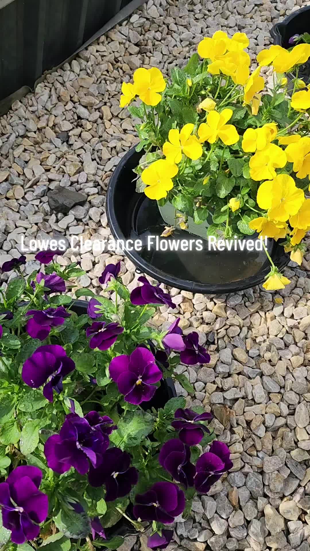 @Lana -🐕&zwj;🦺Dog Mom & Gardener