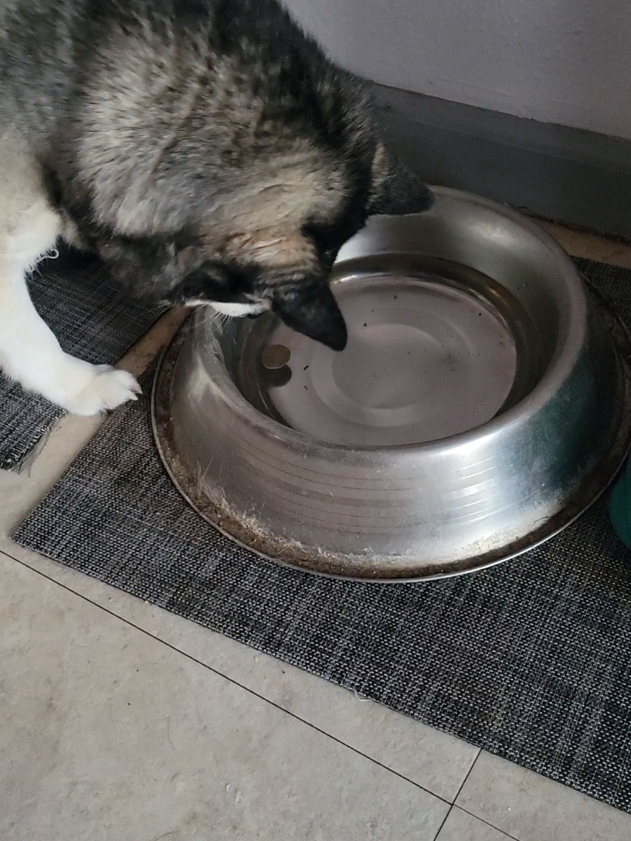 @Hersheytheminihusky