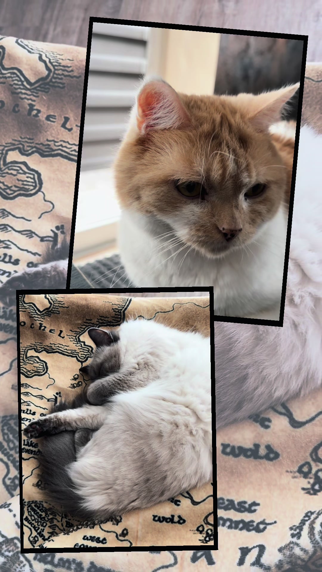 @mystic paws