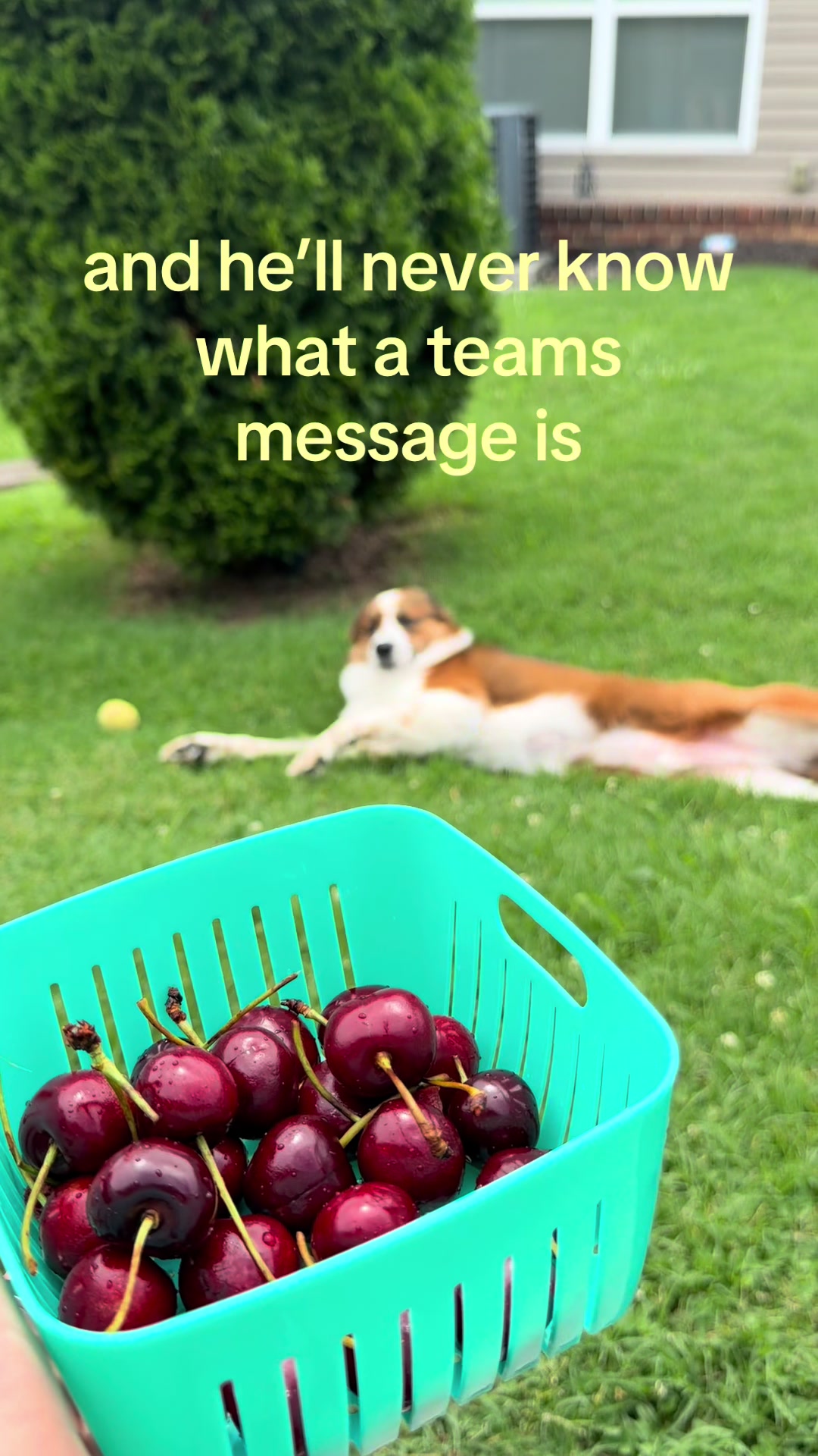 @mirskee