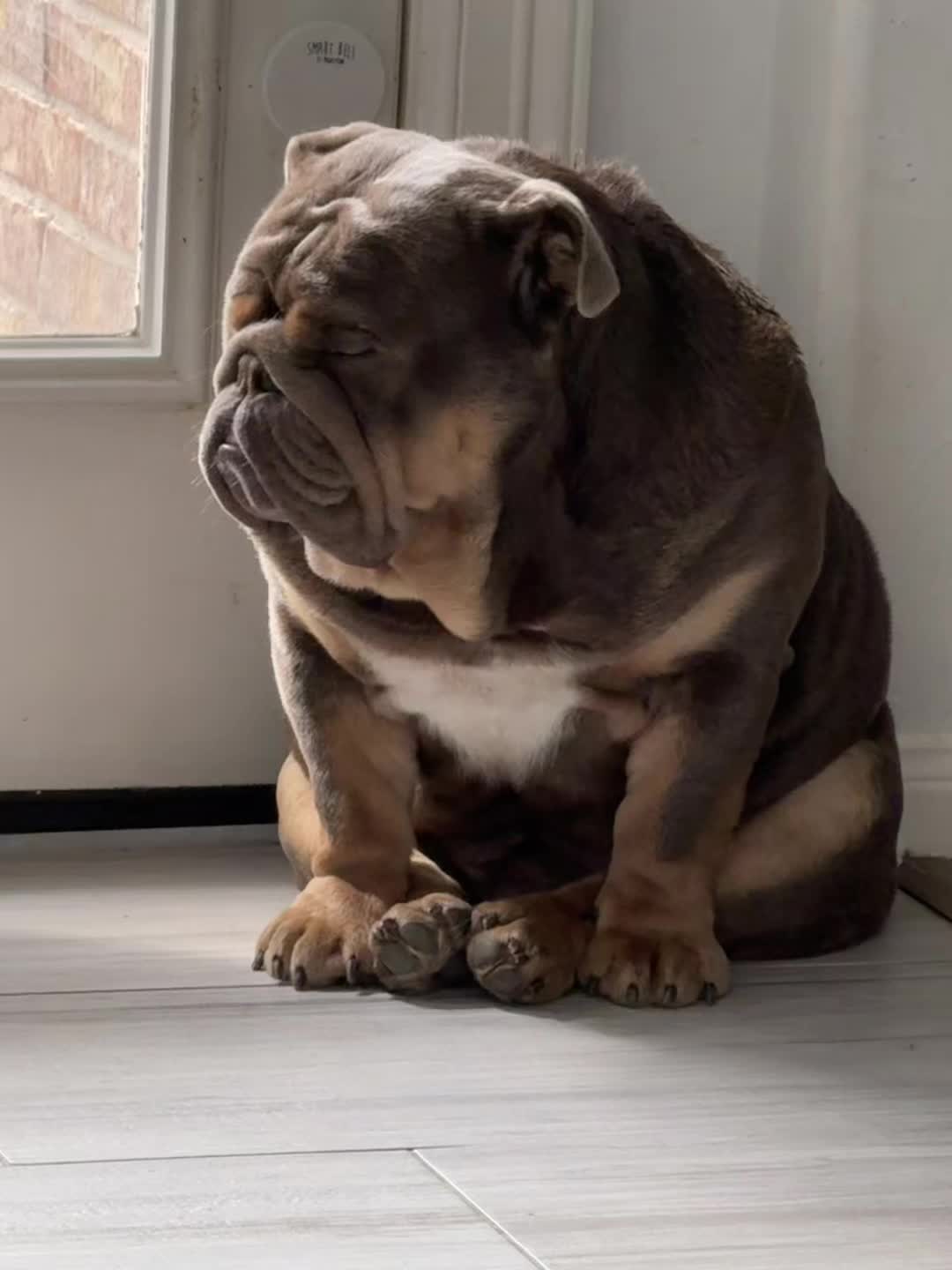 @RawlsTheBulldog