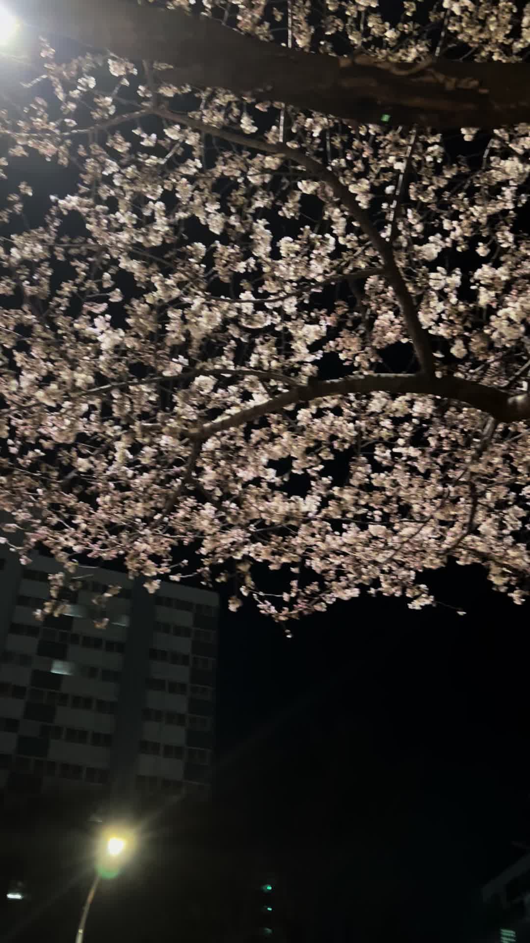 @메추리알