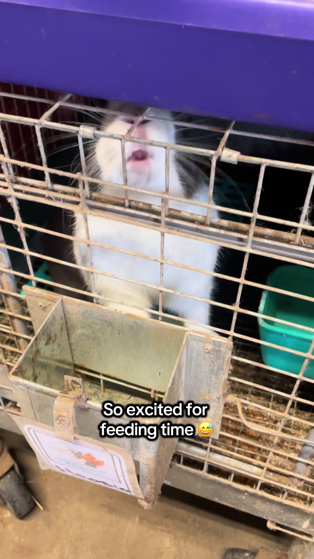 @Maple Leaf Livestock