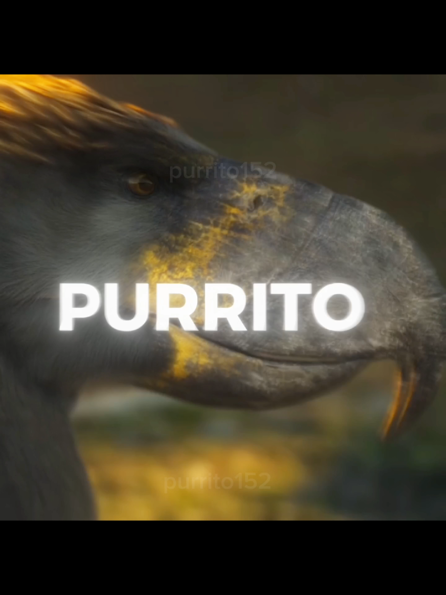 @purrito