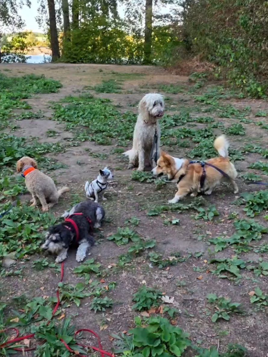 @Jerry_Coby_Chihuahua