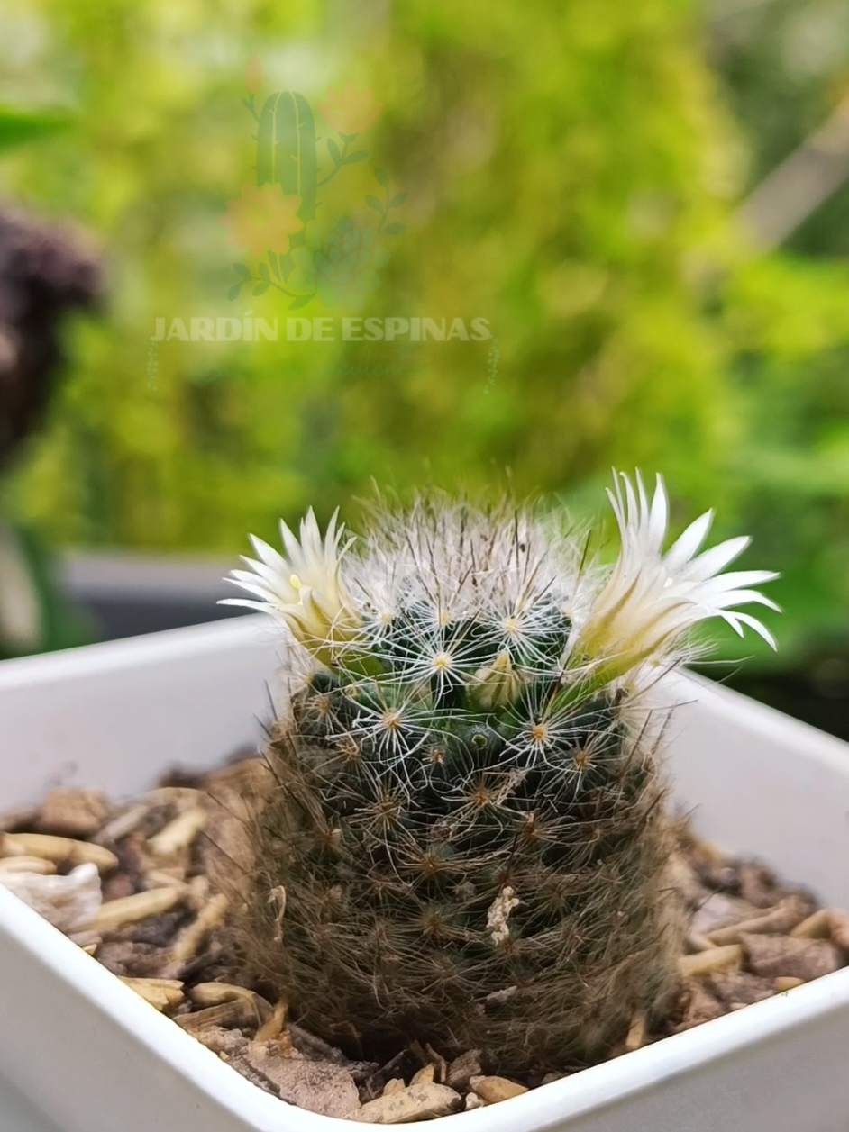 @CACTUS JARDIN DE ESPINAS