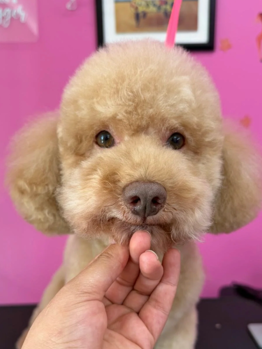 @bubulabapetgrooming