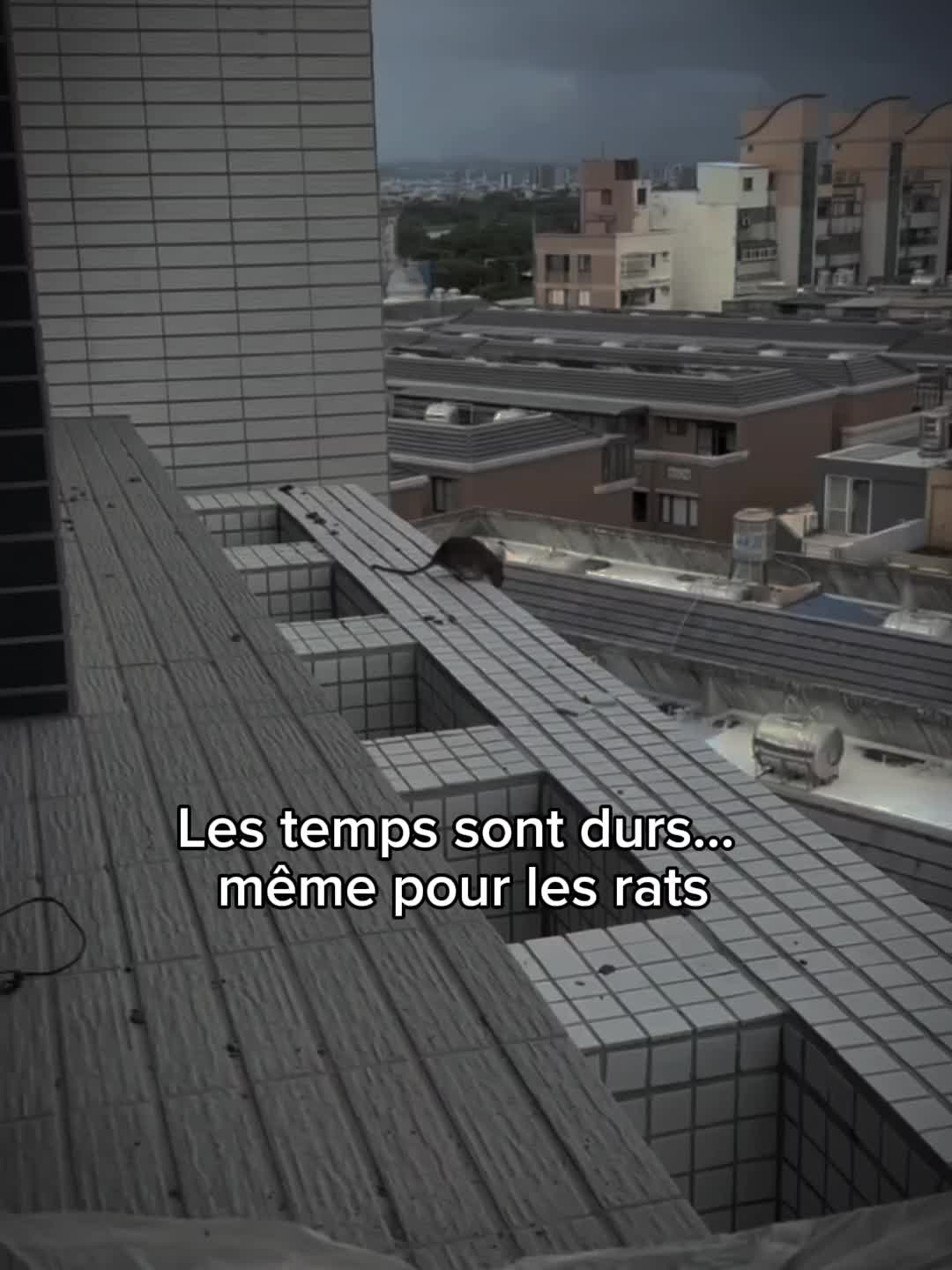 @BL'2 🐉