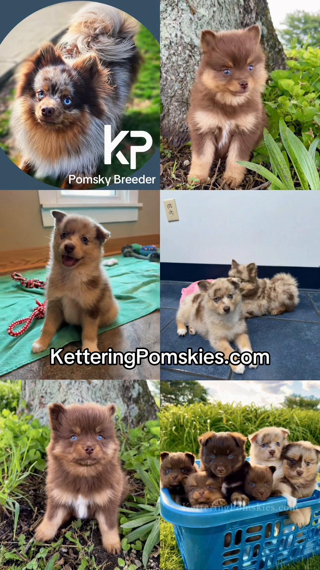 @Kettering Pomskies