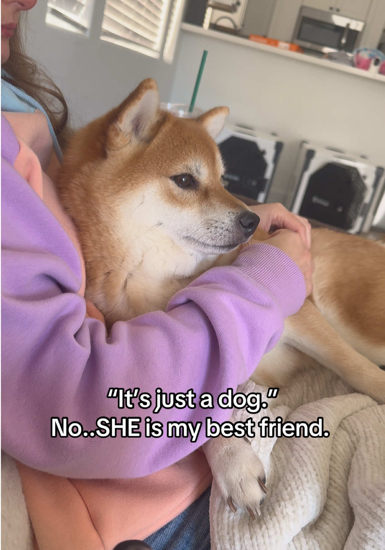 @Flock of Shibas 🐕🐕🐕