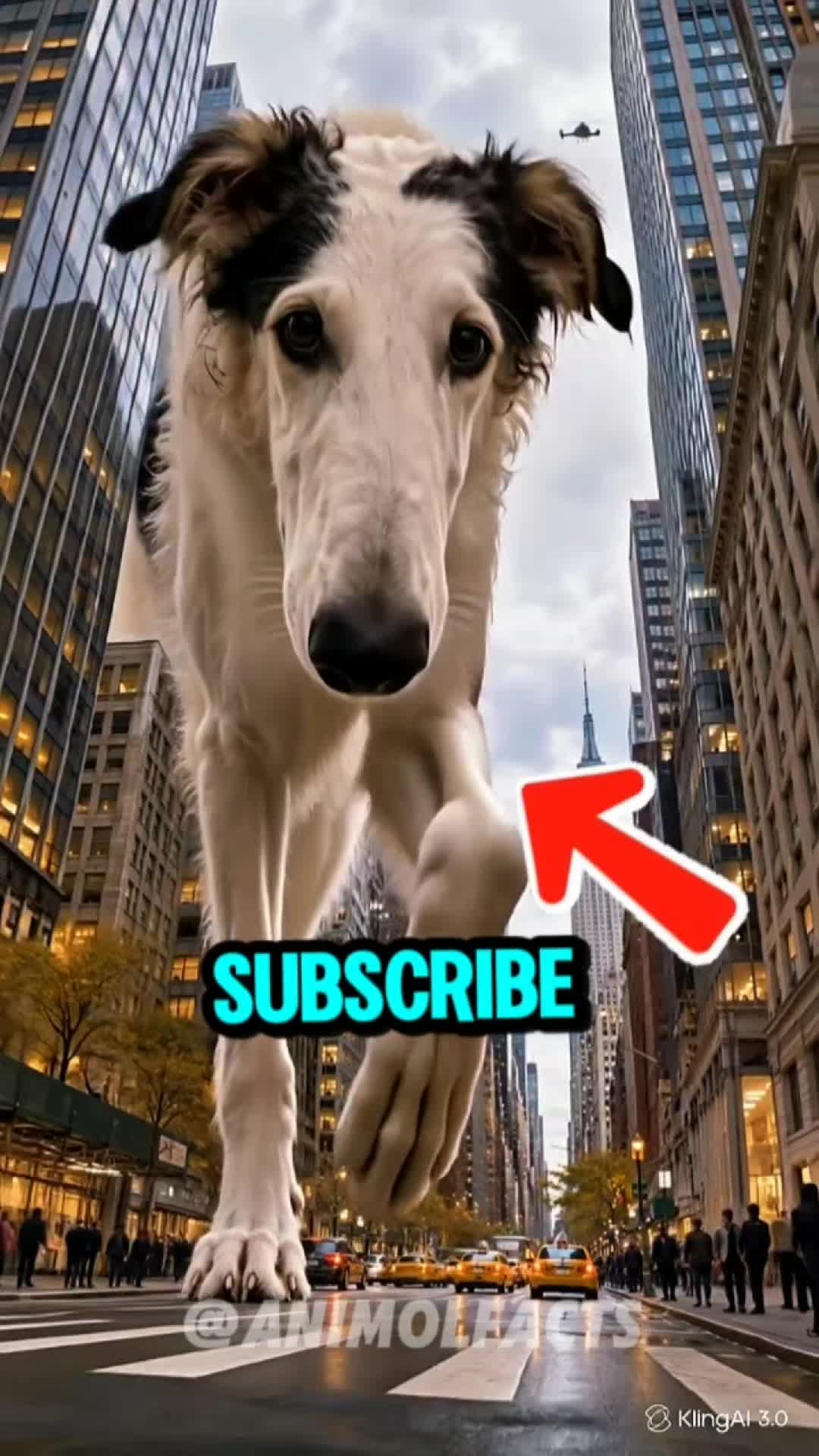 @animolfacts