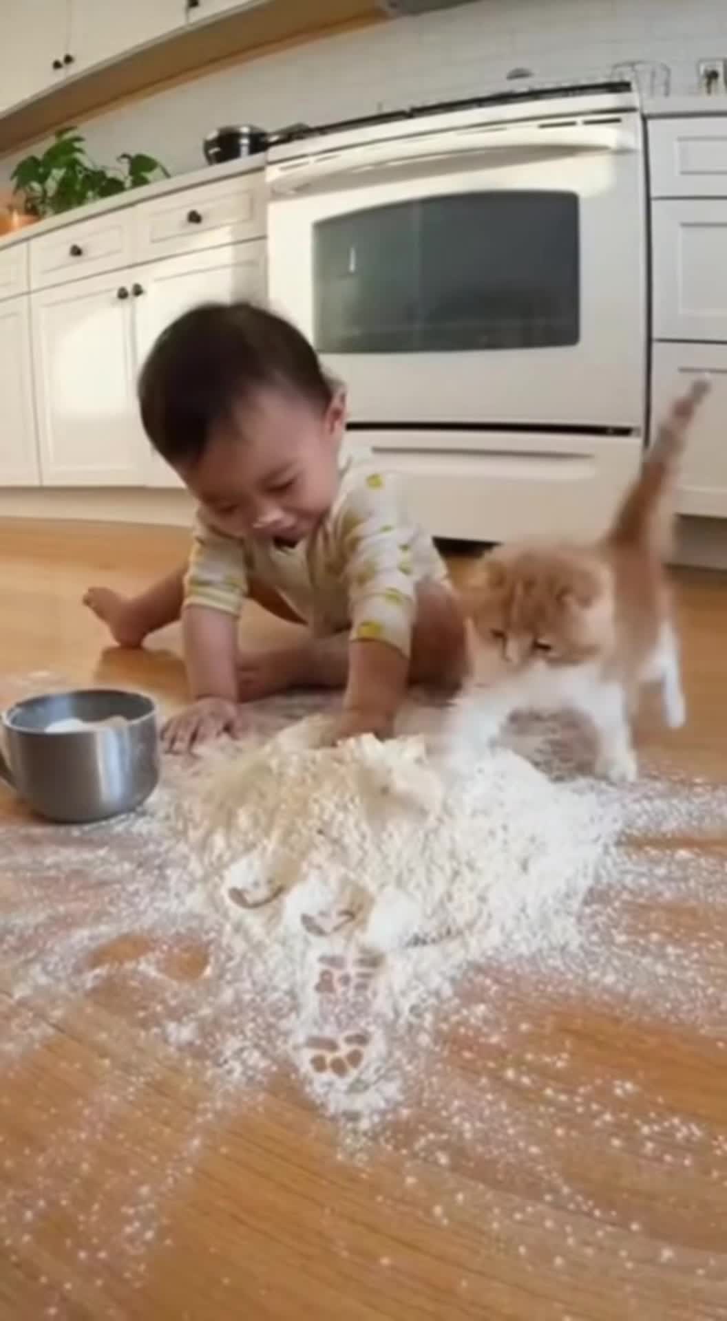 @猫咪历险记