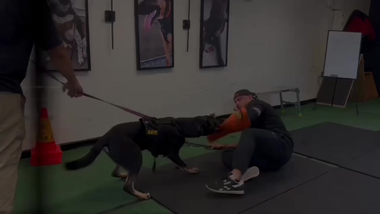 @Tactical K9s Dog Training