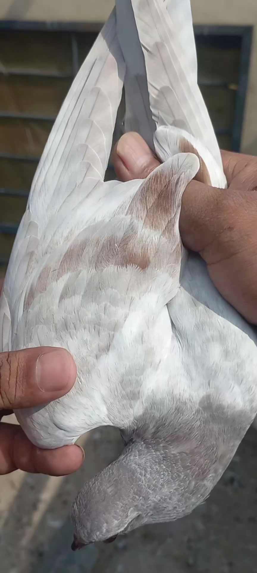@Ranakasuripigeon