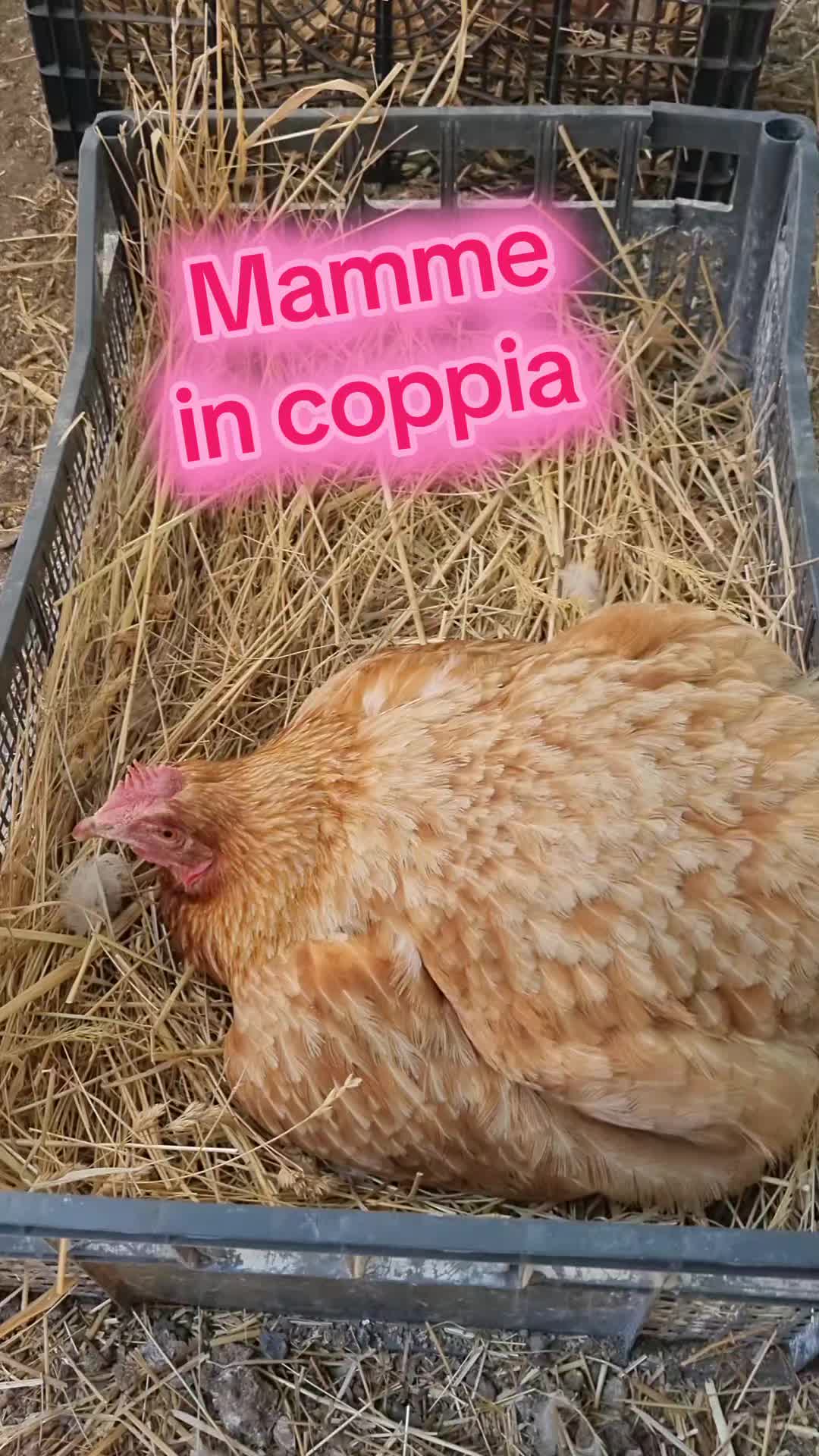 @Il leone e la gallina