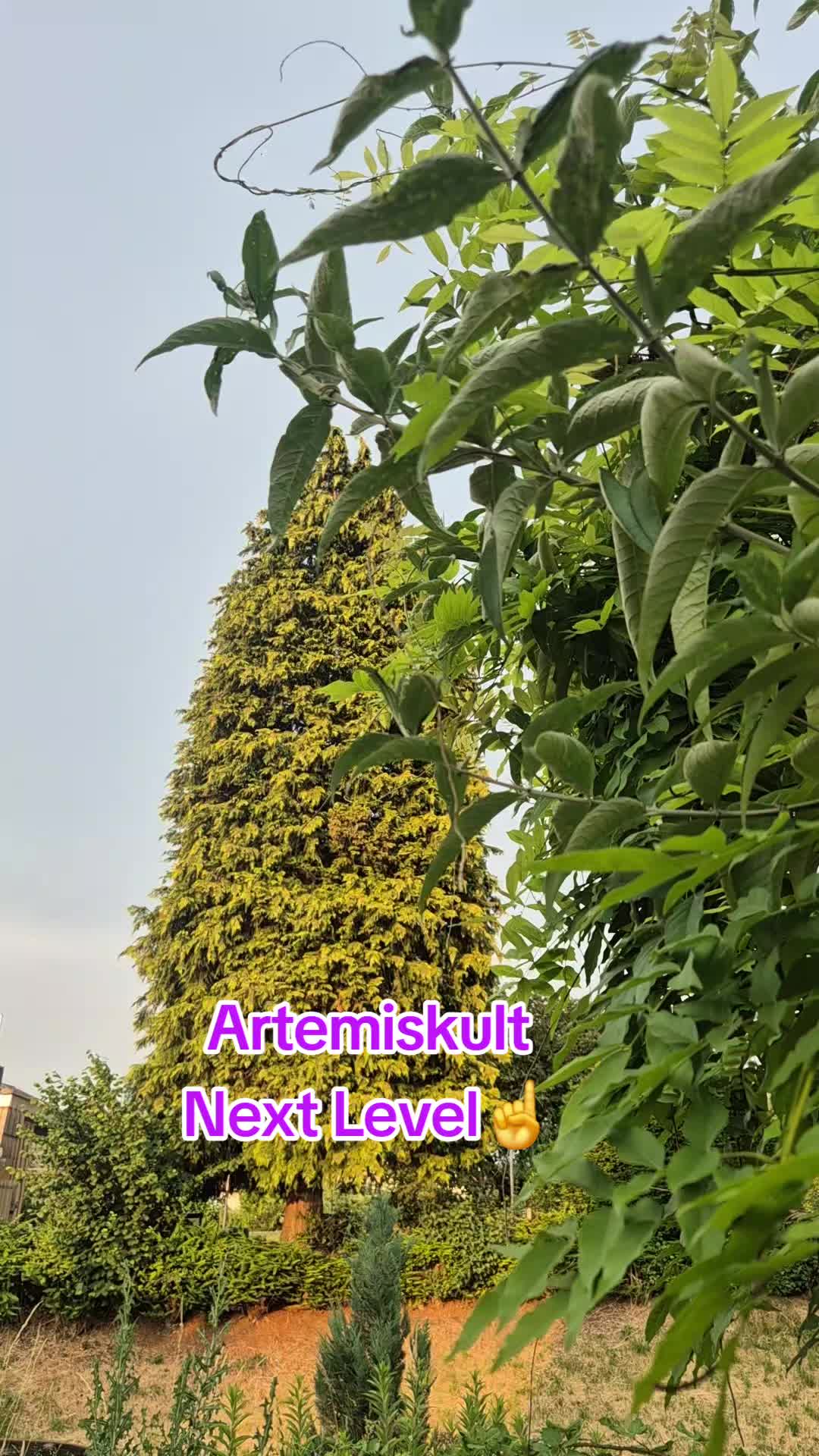 @Nessaria
