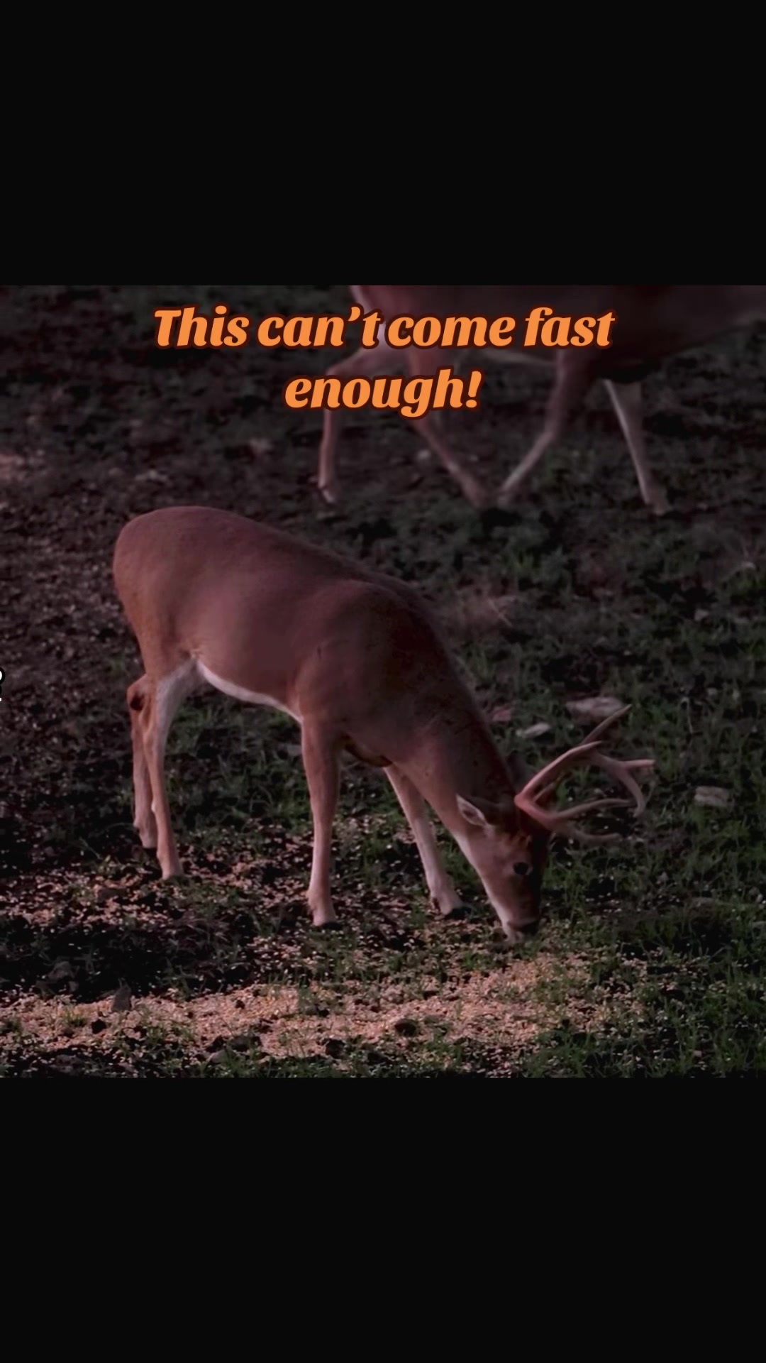 @🦌 Megabucks Outdoors 🦌