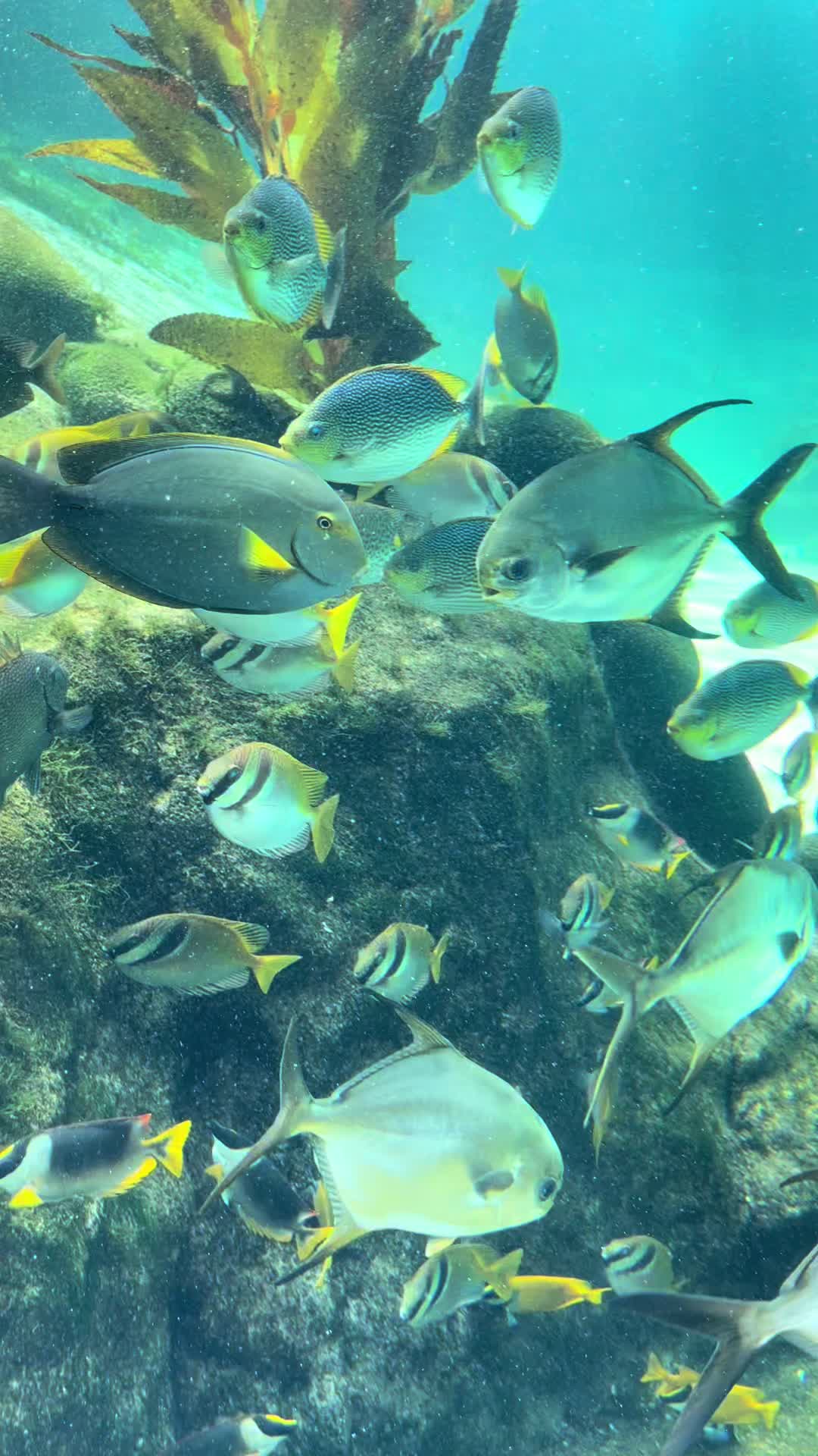 @Sentir_nurbali.com