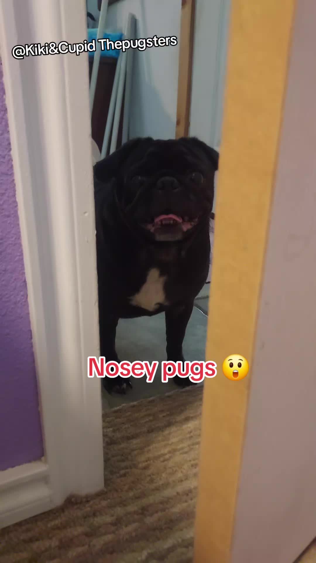 @Kiki&Cupid Thepugster