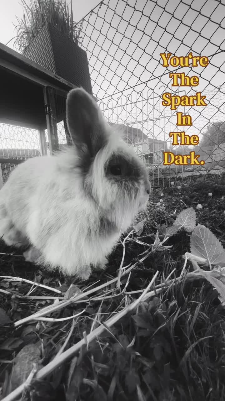@✞