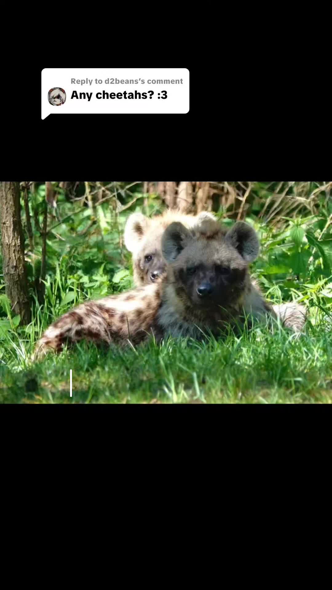 @AbrahamTheHyena✝️