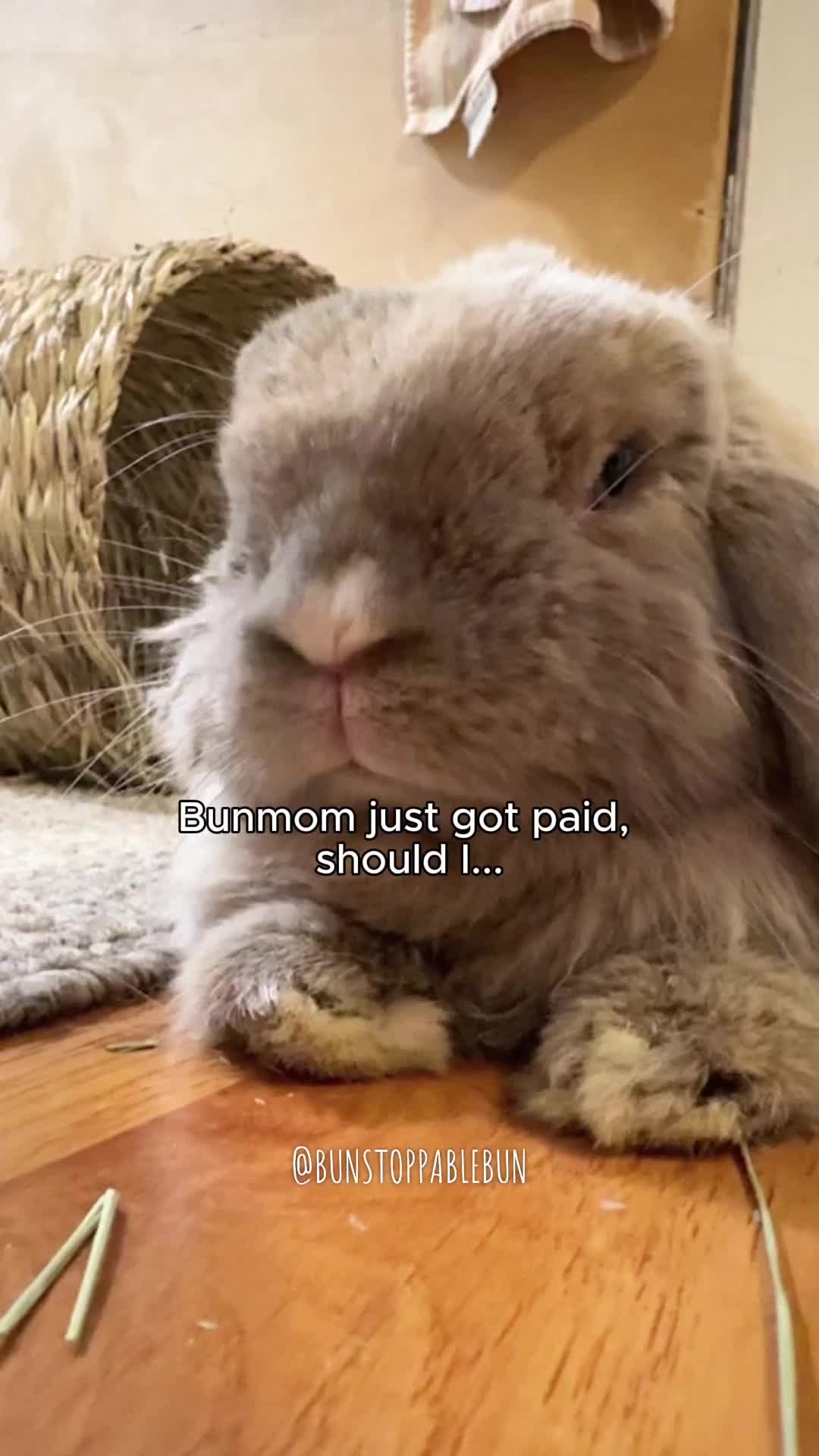 @BunBun, Mochi🌈, Chewy