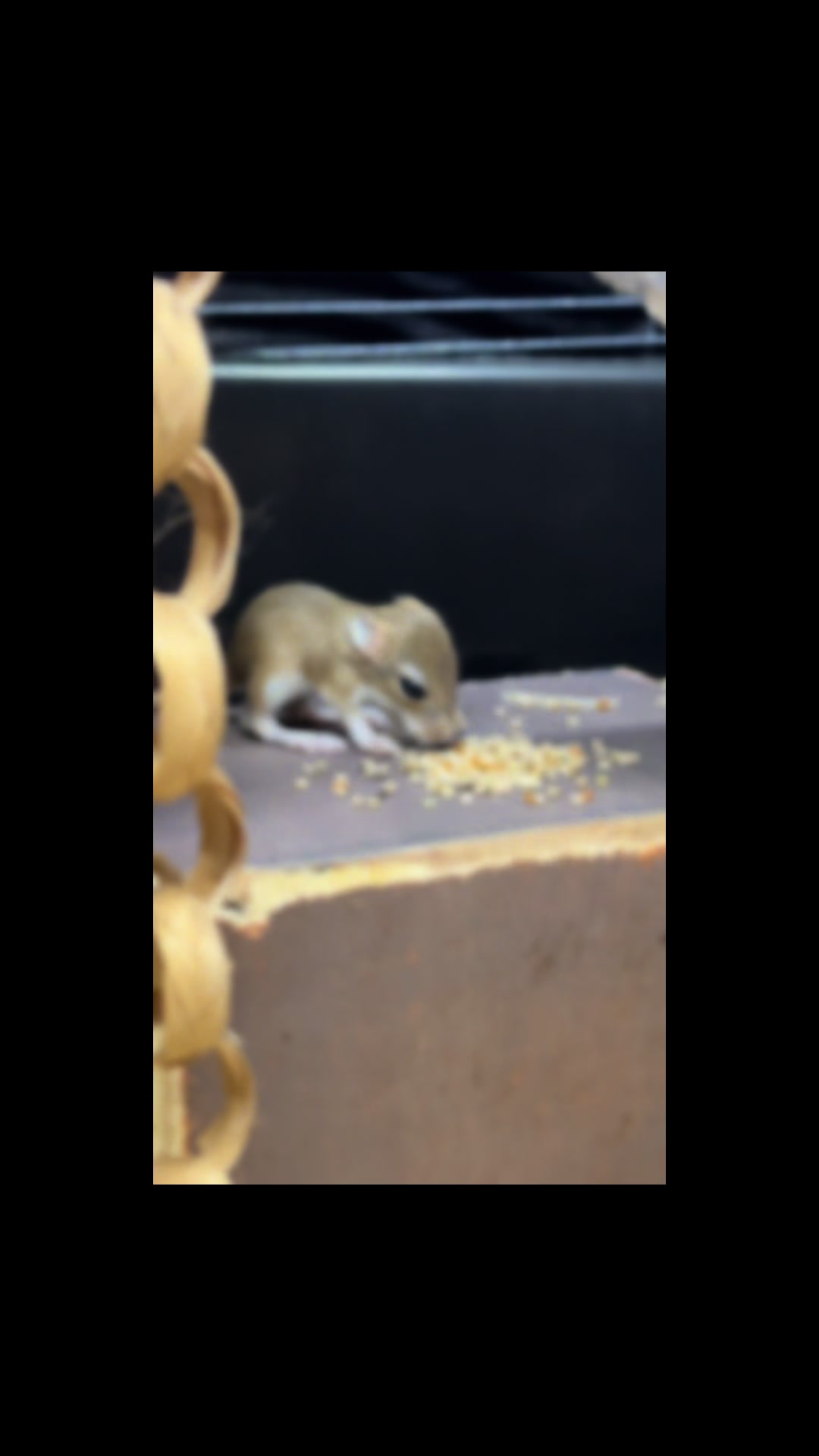 @Tiny Tails Mousery
